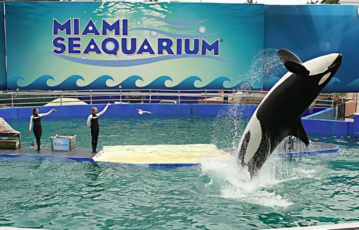 Orca tertua di penangkaran mati