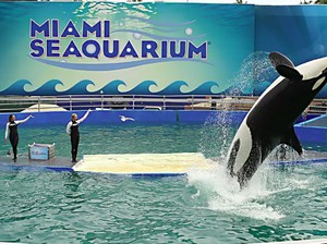 Sedih! Orca Tertua Dunia di Penangkaran Mati Sebelum Dilepas ke Laut
