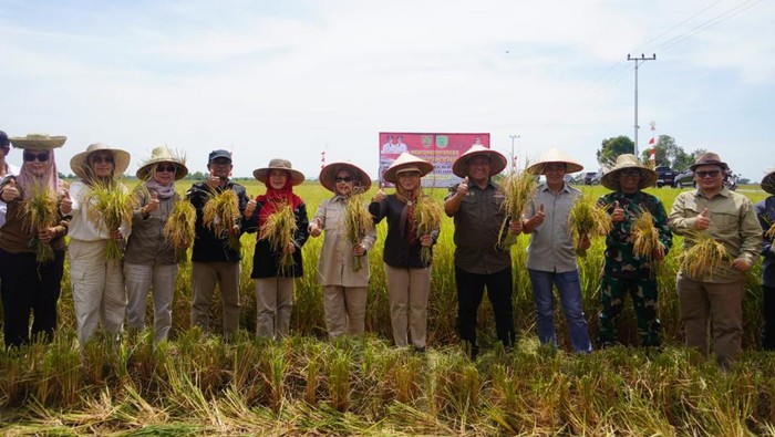 Panen padi varietas IR 42/PB-42