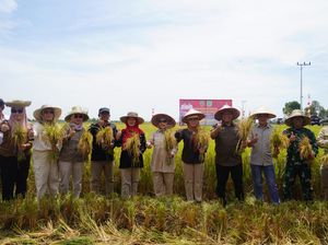 Wagub Kalteng Panen Perdana Padi Varietas IR 42/PB-42 di Pulau Pisang