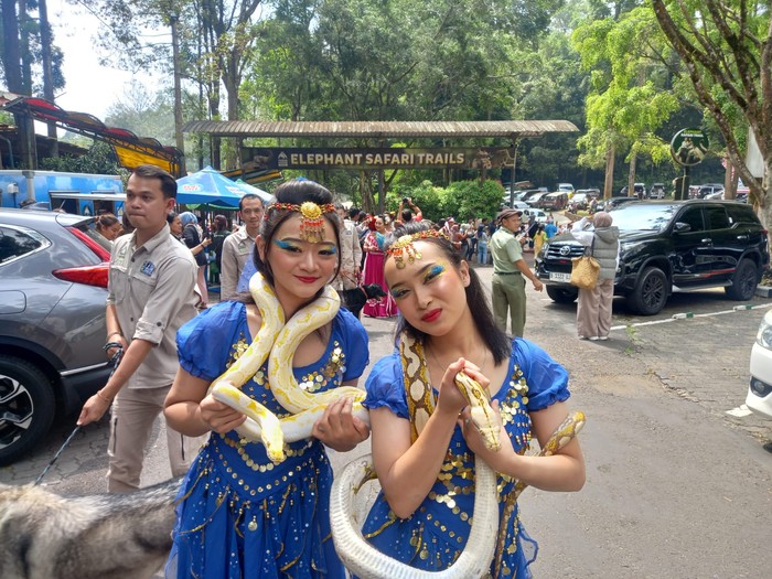 Parade Satwa di Taman Safari Indonesia