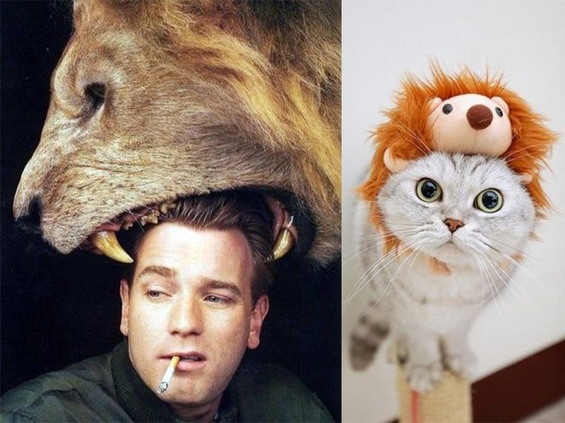 Pose Lucu Si Kucing Ikuti Gaya Model Pria