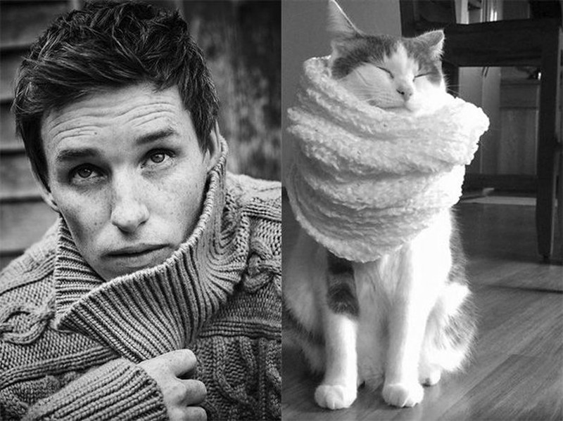 Pose Lucu Si Kucing Ikuti Gaya Model Pria