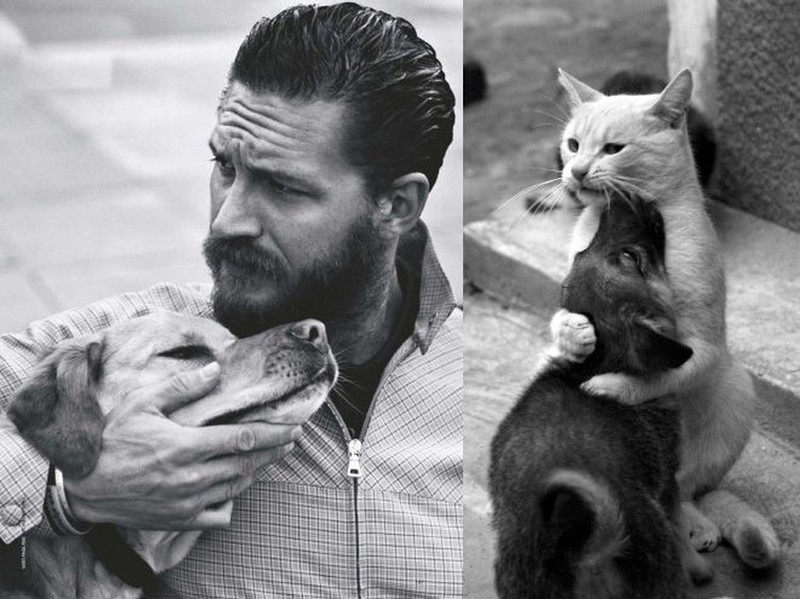 Pose Lucu Si Kucing Ikuti Gaya Model Pria