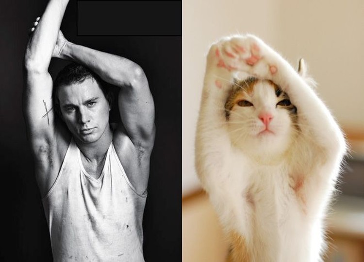 Pose Lucu Si Kucing Ikuti Gaya Model Pria Pose Lucu Si Kucing Ikuti Gaya Model Pria