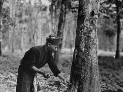 Potret Pedesaan Indonesia Tahun 1930-an Sampai 1950-an