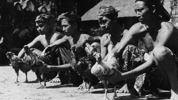 Bersiap untuk bertarung ayam jago. Foto: Getty Images