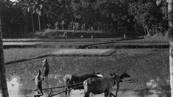 Suasana lahan pertanian di Jawa pada masa silam. Foto: Getty Images