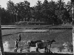 Potret Pedesaan Indonesia Tahun 1930-an Sampai 1950-an