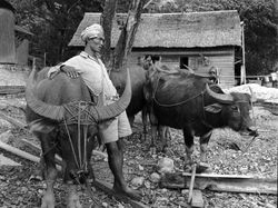 Potret Pedesaan Indonesia Tahun 1930-an Sampai 1950-an