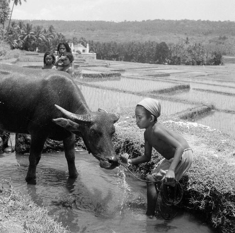 Potret Hitam Putih Pedesaan di Indonesia Zaman Dulu