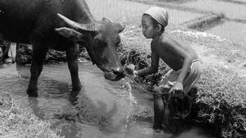 Seorang anak bergembira di sawah bersama kerbaunya. Foto: Getty Images