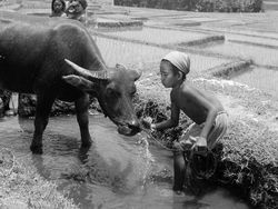 Potret Pedesaan Indonesia Tahun 1930-an Sampai 1950-an