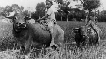 Anak-anak naik kerbau di pedesaan Jawa Barat pada tahun 1930-an. Foto: Getty Images