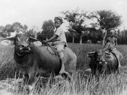 Potret Pedesaan Indonesia Tahun 1930-an Sampai 1950-an