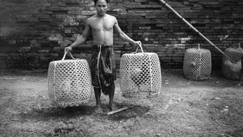 Seorang pria membawa koleksi ayam jagonya untuk bertarung di pedesaan Bali pada tahun 1930-an. Foto: Getty Images