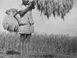 Potret Pedesaan Indonesia Tahun 1930-an Sampai 1950-an