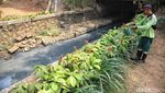 Terdampak Kemarau, Kolam Taman Langsat Jaksel Mengering