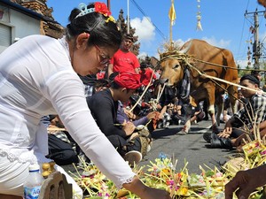 Tradisi Mecaru Mejaga-Jaga, Arak Sapi Keliling Desa untuk Keharmonisan