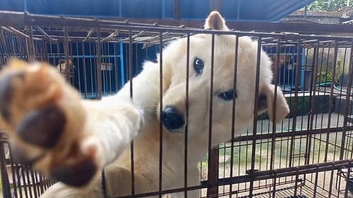 Anjing kintamani yang diakui anjing ras asli Bali.