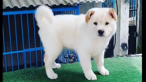 Anjing kintamani warna putih atau biasa disebut biscuit marking. (Agus Eka Purna Negara/detikBali)