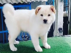 Anjing Kintamani, Si Lucu yang Friendly