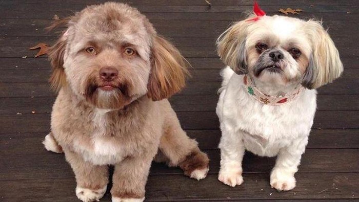 Anjing mirip manusia