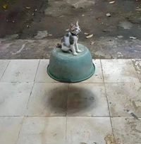 Foto mengecoh mata