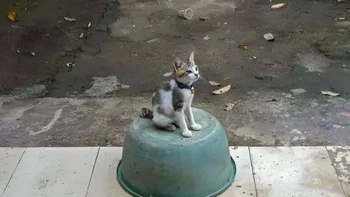 Kucingnya di atas baskom seperti melayang. Foto: Reddit