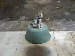 Foto Tipuan Mata, Asli Tanpa Editan