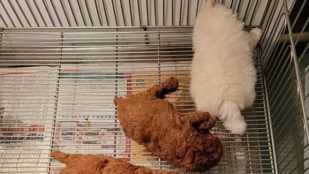 Itu 4 anak anjing, bukan ayam goreng tepung dan nasi putih. Foto: Reddit