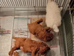 Foto Tipuan Mata, Asli Tanpa Editan