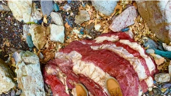 Itu batu yang sedang diinjak, bukan daging bacon. Foto: Reddit