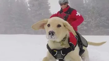Pria berjaket merah ada di belakang anjing, bukan menungganginya. Foto: Reddit