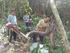 Cara Tak Biasa Warga Buol Sulteng Bantai Piton Raksasa 7 Meter