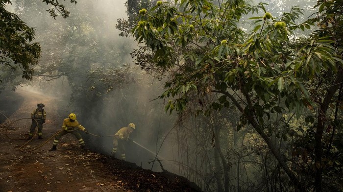 Potret Perjuangan Damkar Padamkan Kebakaran Hutan di Pulau Tenerife Spanyol***** Kebakaran telah melanda hutan di Pulau Tenerife, Spanyol. Petugas damkar pun terus berjuang untuk memadamkan kobaran api.