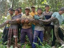 7 Cara Cegah Ular Masuk Rumah