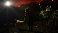 Ananguren (23), juga mengevakuasi seekor kambing di Desa La Victoria. 
