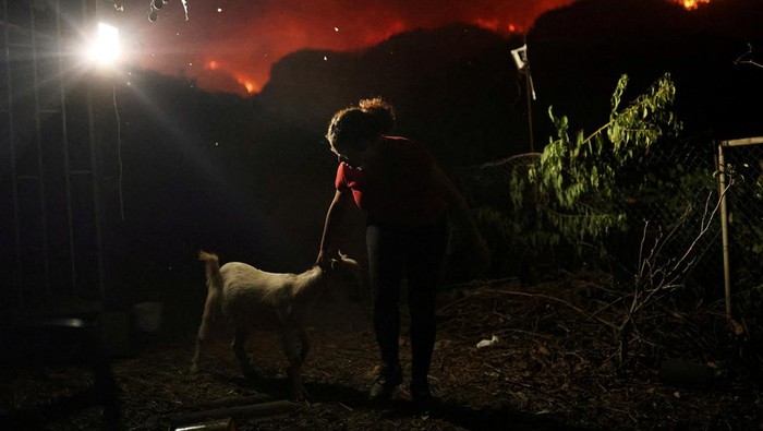Warga di Pulau Tenerife Evakuasi Ternaknya Kebakaran masih melanda hutan di Pulau Tenerife, Spanyol. Sebagian warga mulai mengevakuai hewan peliharaan seperti kambing.