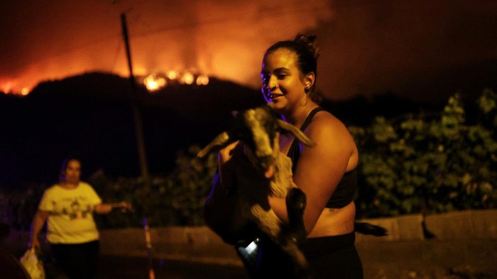 Warga di Pulau Tenerife Evakuasi Ternaknya Kebakaran masih melanda hutan di Pulau Tenerife, Spanyol. Sebagian warga mulai mengevakuai hewan peliharaan seperti kambing.