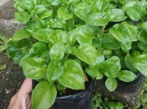 Mengenal Bayam Brazil: Ciri, Manfaat, dan Menu Olahannya