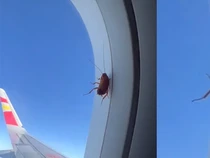 Waduh! Kata Studi, Kecoak Masih Bisa Kebal terhadap Pembasmi Serangga