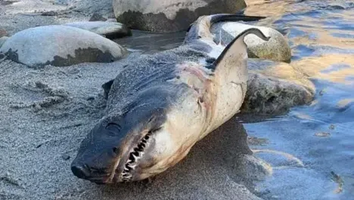 Hiu salmon diduga terdampar di sungai, bikin warga panik.