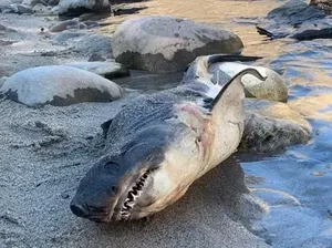 Warga Panik Ada Ikan Hiu Terdampar 804 KM dari Laut
