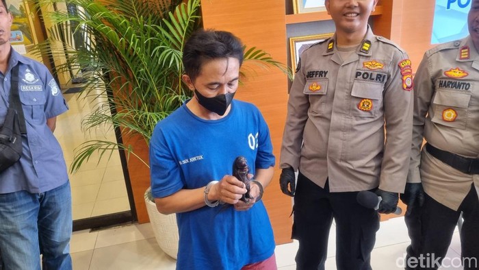 HH (48), warga Desa Sidorejo, Kecamatan Pagar Alam Selatan, Kota Pagar Alam, Sumatera Selatan yang tinggal di indekos Depok, Parangtritis, Kretek, Bantul saat menunjukkan jenglot yang digunakan untuk penipuan.