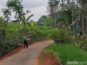 Kawanan Monyet Serbu Perkebunan Bikin Warga Ciamis Resah