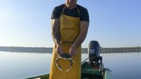 Kepiting biru, berasal dari Atlantik barat, telah menyebar di beberapa lokasi mirip laguna di Italia, memangsa kerang lokal, telur ikan dan kehidupan akuatik lainnya, yang membuat industri akuakultur kerang putih menjadi terancam.