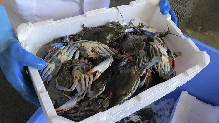 A man holds a box containing blue crabs in Orbetello, Italy, Monday, Aug. 14, 2023. Every morning, Tuscan fishermen in the Orbetello Lagoon retrieve nets left in the water to catch sea bream, sea bass and especially eels, but increasingly they are finding thousands of voracious blue crabs, an alien species that has invaded seas all over Italy, causing considerable damage to the marine ecosystem and fishing. (AP Photo/Luigi Navarra)