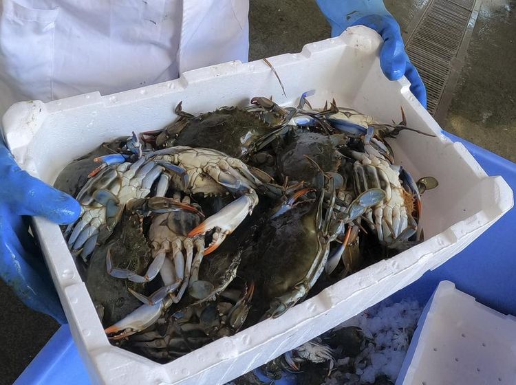 Kepiting Biru Invasi Perairan Italia, Mengancam Industri Kerang