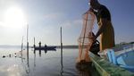 Kepiting Biru Invasi Perairan Italia, Mengancam Industri Kerang